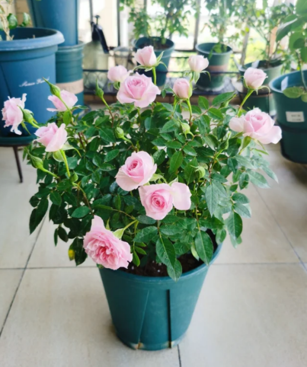 Princess of Infinity Rose plant丨Your roses