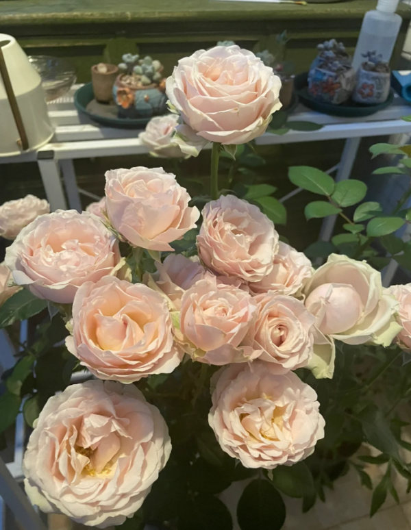 Princess of Infinity Rose for sale丨Your roses