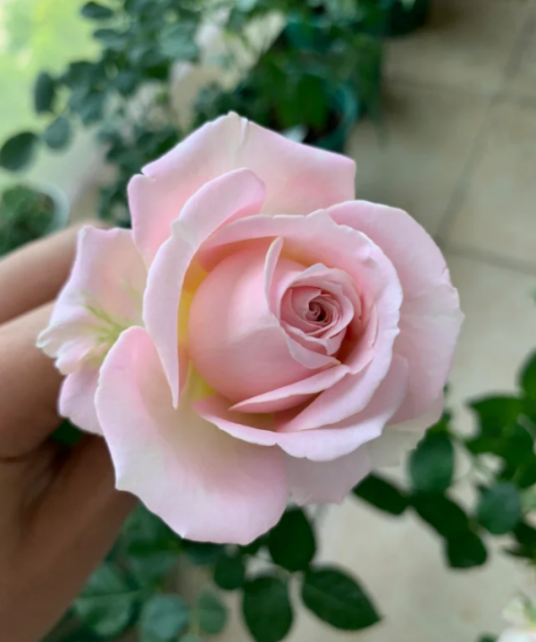 Princess of Infinity Roses丨Your roses
