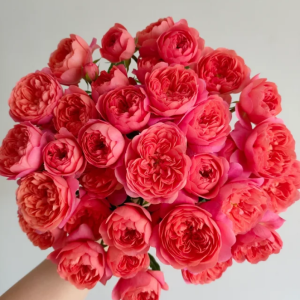 Red JuicyTerrazza Rose丨Your roses