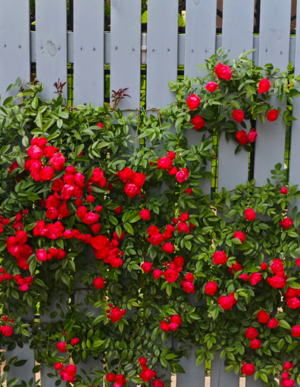 Red Koster Roses丨Your roses