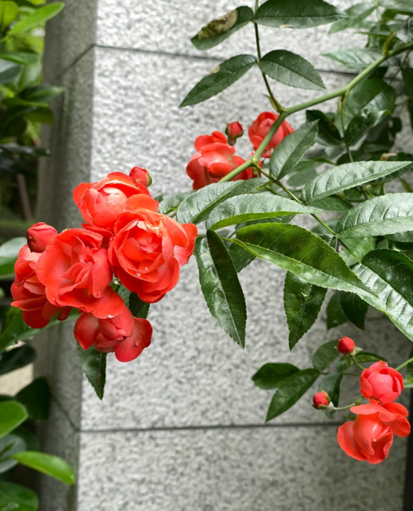 Red Koster Rose plant丨Your roses