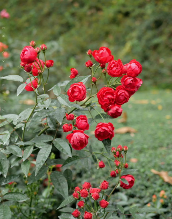 Red Koster Rose for sale丨Your roses