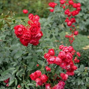 Red Koster Rose丨Your roses