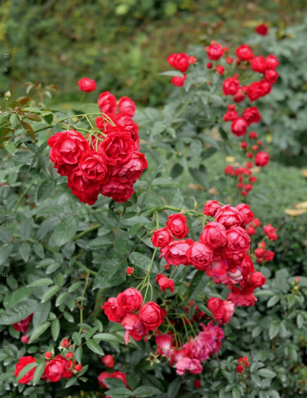 Red Koster Rose丨Your roses