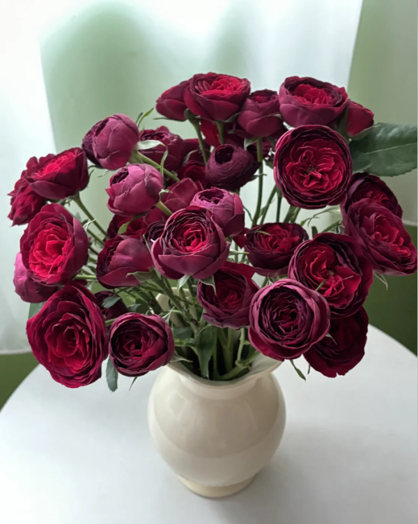 Red Lace Rose丨Your roses