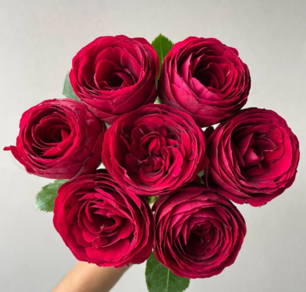 Red Lace Rose丨Your roses