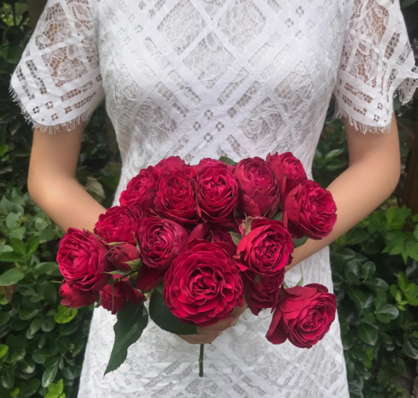 Rose Red Lace丨Your roses