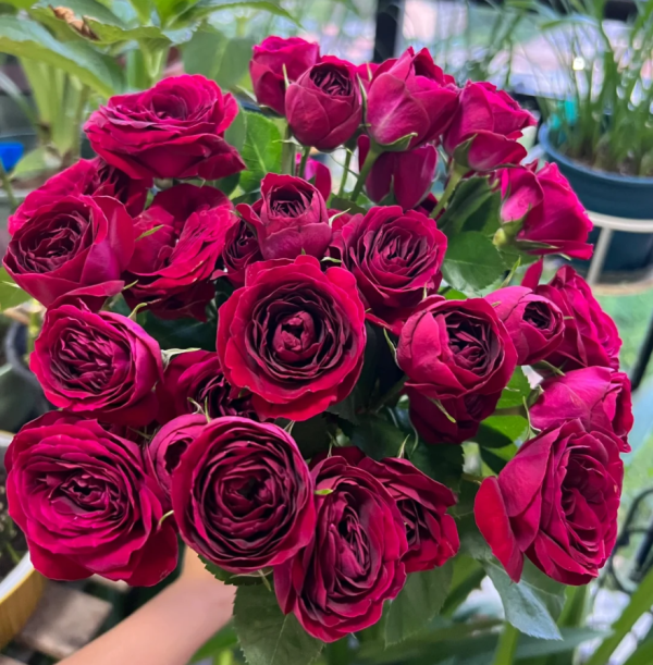 Red Lace Rose 2Gal - Image 5