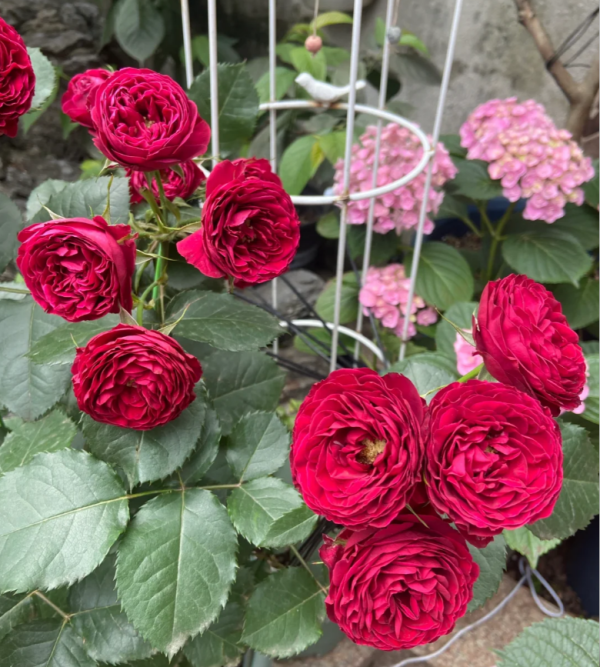 Red Lace Rose for sale丨Your roses