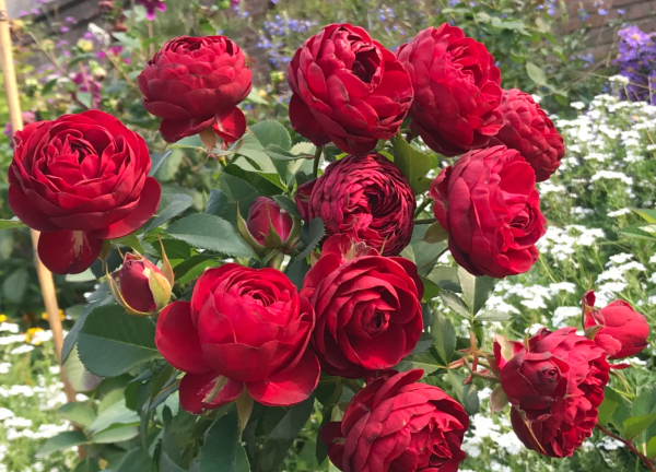 Red Lace Roses丨Your roses