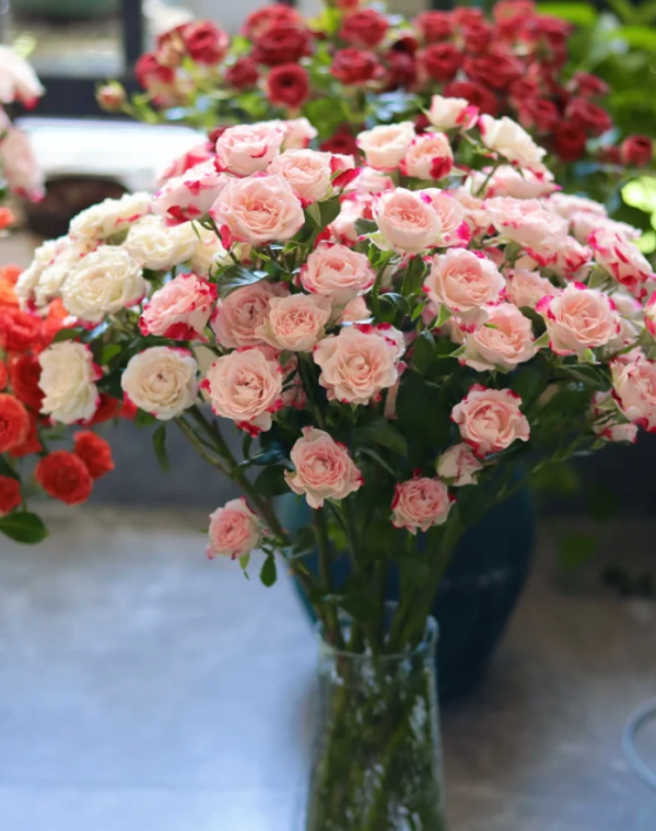 Reflex Rose for sale丨Your roses