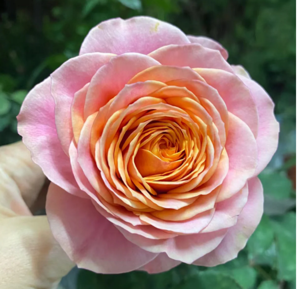 Richmond Park Rose for sale丨Your roses