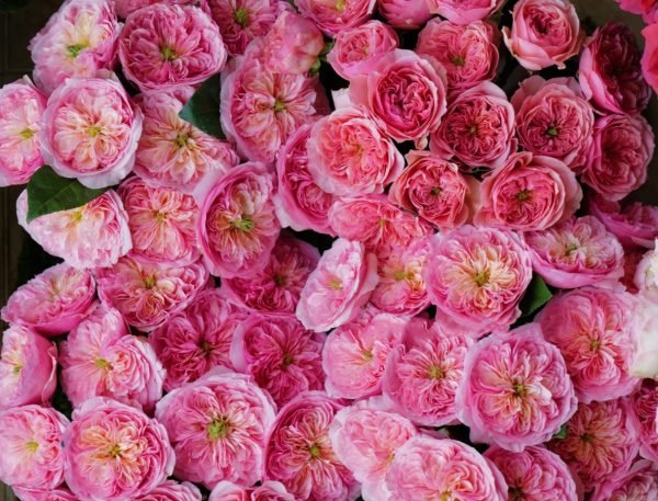 Romeo Rose Plant丨Your roses