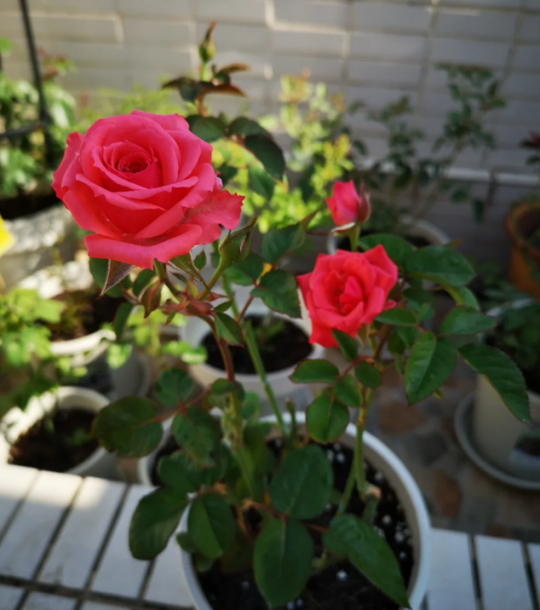 Rose Capricornus Champagne Plant丨Your roses