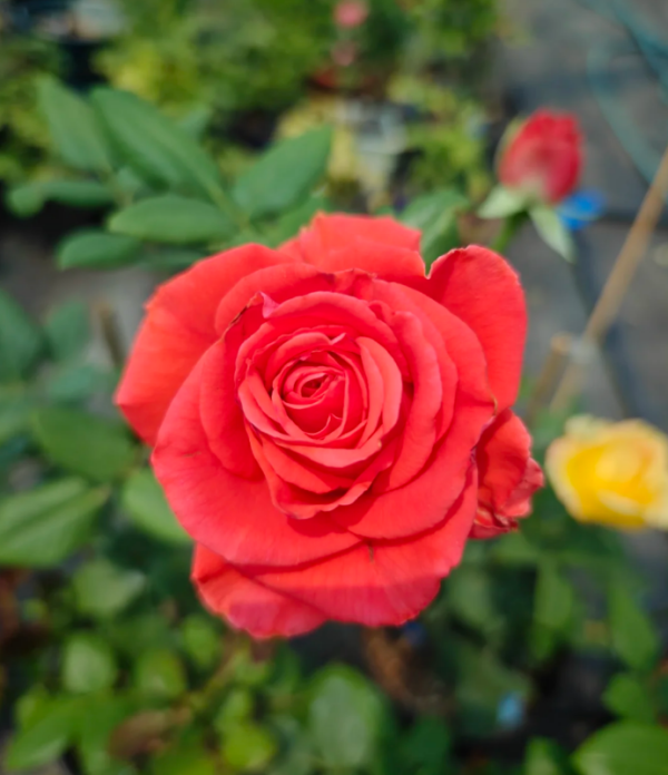 Rose Capricornus Champagne丨Your roses
