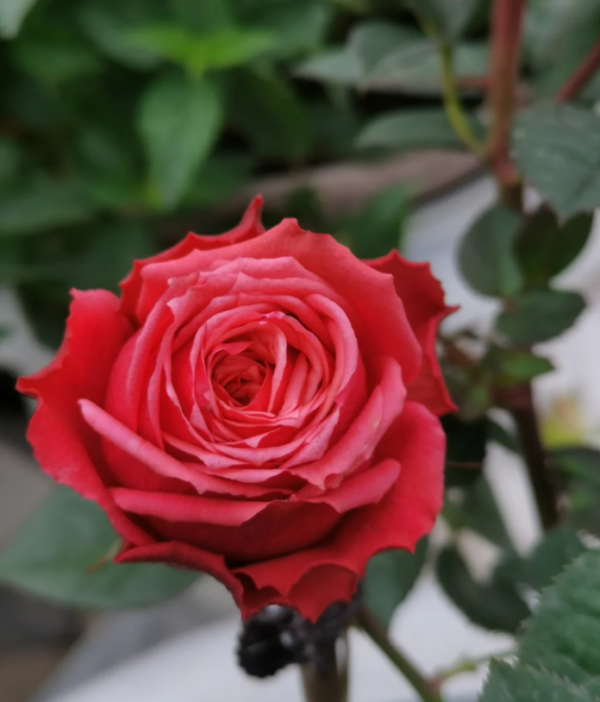 Rose Capricornus Champagne for sale丨Your roses