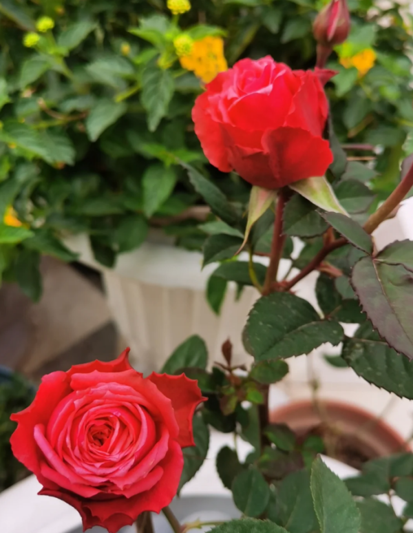 Capricornus Champagne Rose丨Your roses
