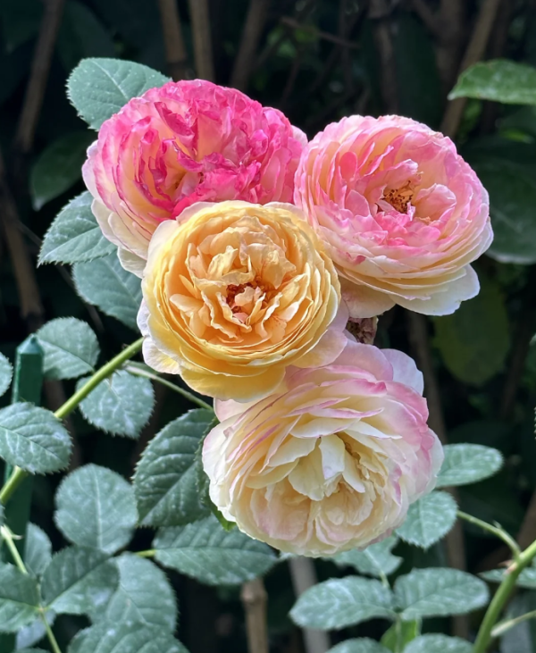 Rosomane Janon Rose丨Your roses