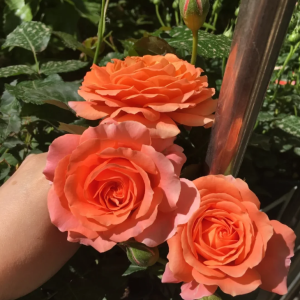 Saturnus King Terrazza Rose丨Your roses