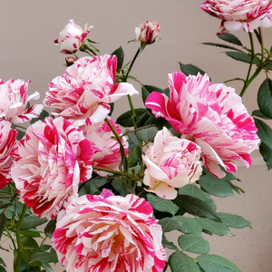 Scentimental Rose丨Your roses
