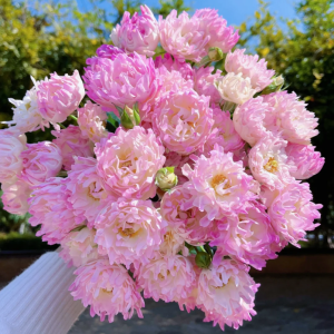 Sea Anemone Rose丨Your roses