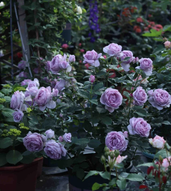 Shinoburedo Rose Plant for sale丨Your roses