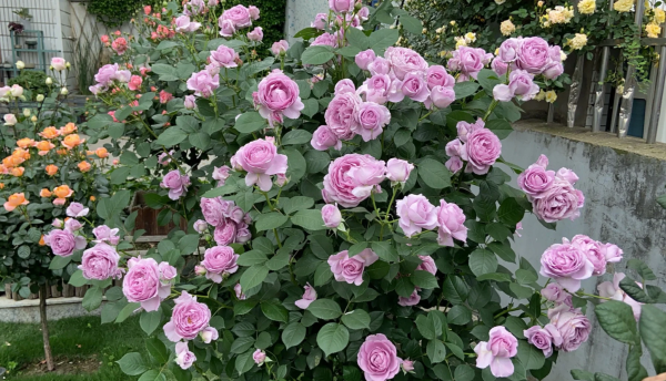 Shinoburedo Roses丨Your roses