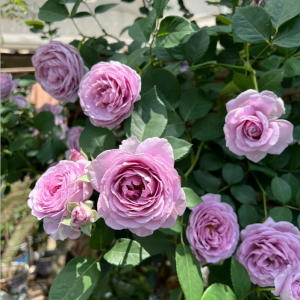 Shinoburedo Rose丨Your roses