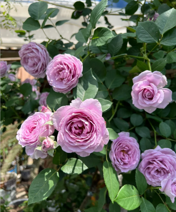 Shinoburedo Rose丨Your roses