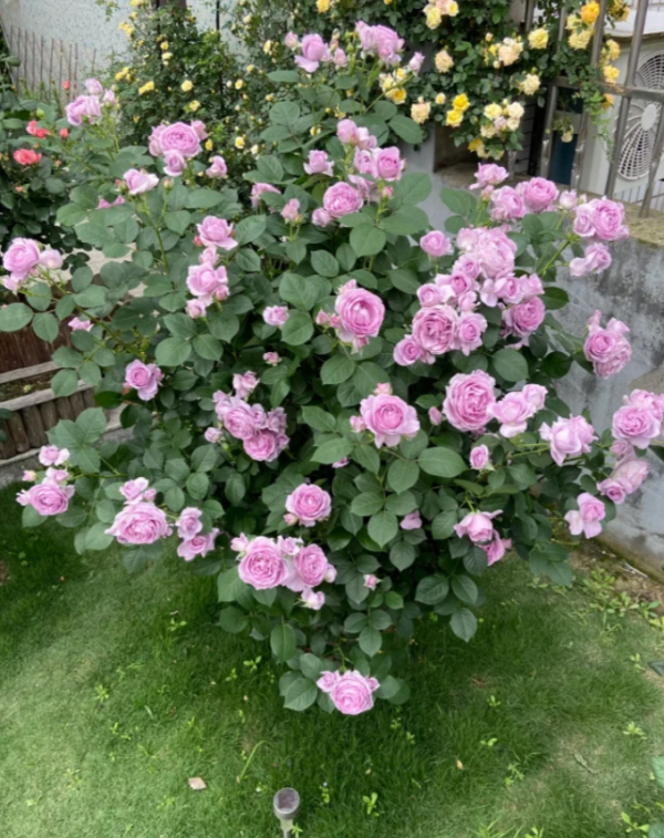 Shinoburedo Rose Plant丨Your roses