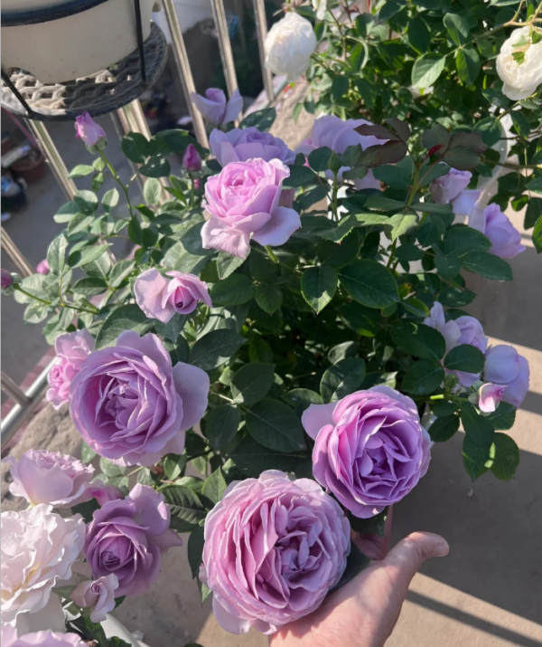 Shinoburedo Rose for sale丨Your roses