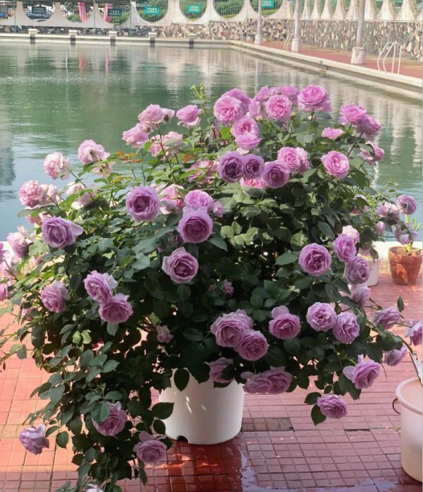Rose Shinoburedo丨Your roses