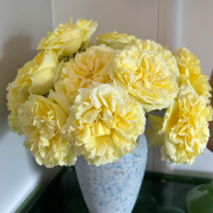Sicilienne Rose plant丨Your roses