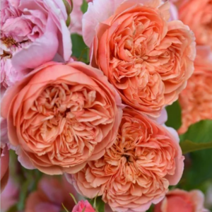 Silk Road Rose丨Your roses