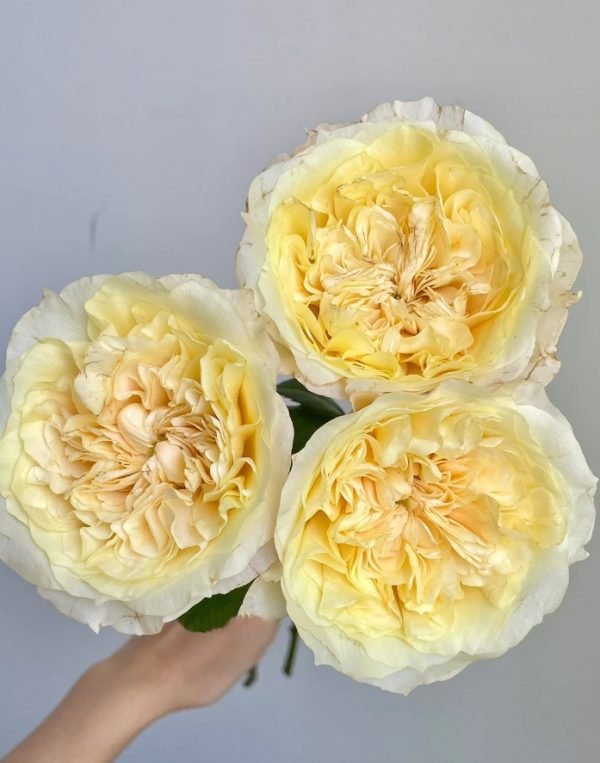 Souffle Rose丨Your roses
