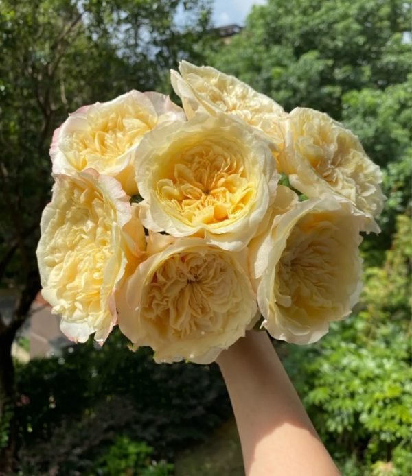 Souffle Roses丨Your roses