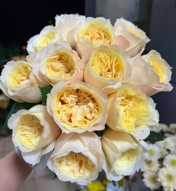 Souffle Rose plant丨Your roses