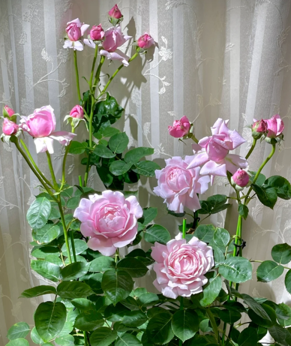 Strawberry Swing Rose Plant丨Your roses