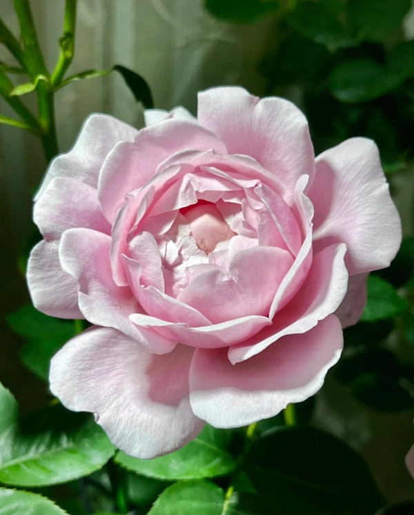 Strawberry Swing Rose丨Your roses
