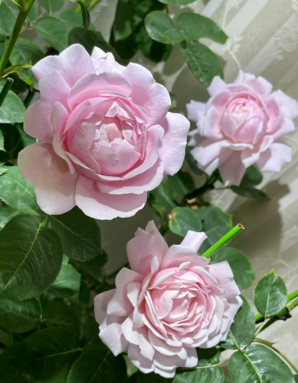 Strawberry Swing Roses丨Your roses