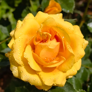 Strike It Rich Rose丨Your roses