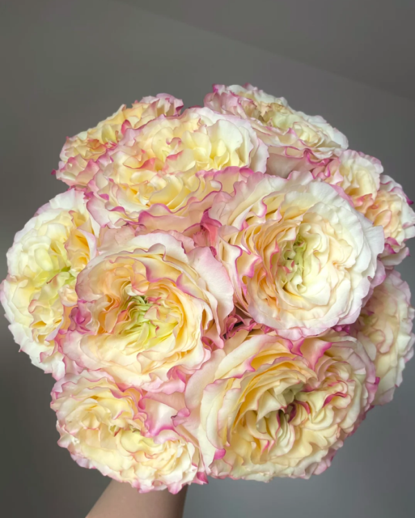 Stylist Rose丨Your roses