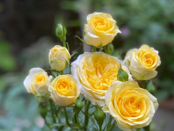 Sunny Beach Forever Roses丨Your roses