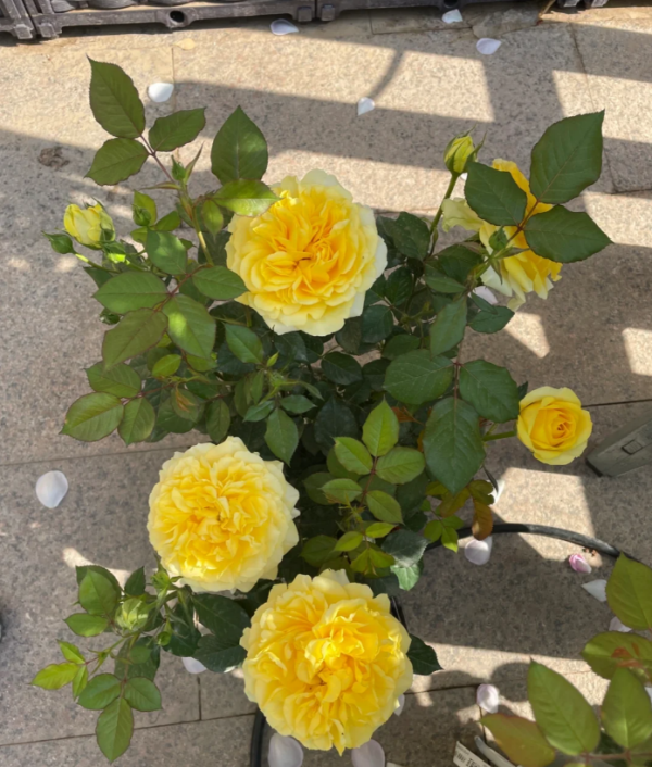 Sunny Beach Forever Rose丨Your roses
