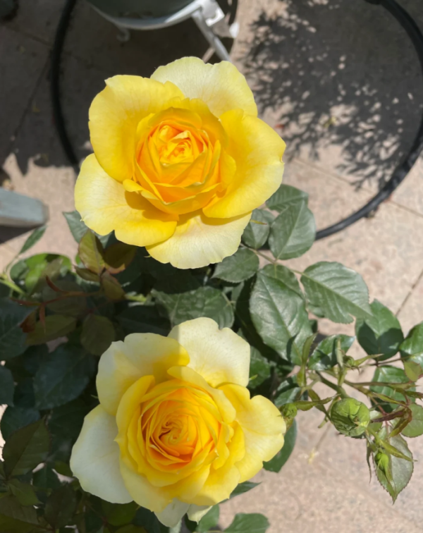 Sunny Beach Forever Rose plant丨Your roses