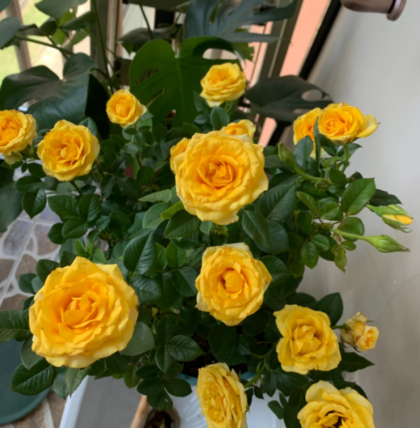 Sunny Beach Forever Rose for sale丨Your roses