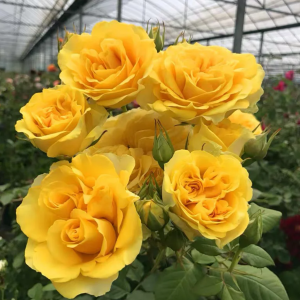 Sunny Beach Forever Rose丨Your roses
