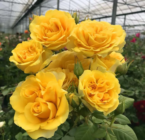Sunny Beach Forever Rose丨Your roses