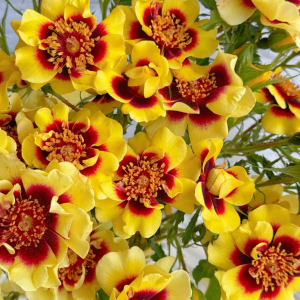 Sunset Babylon Eye Rose for sale丨Your roses